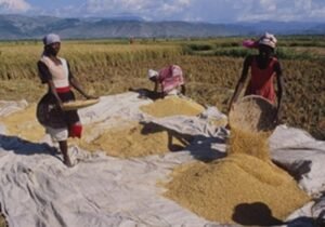 Valorisation de la paille de riz dans l’Artibonite : une stratégie payante